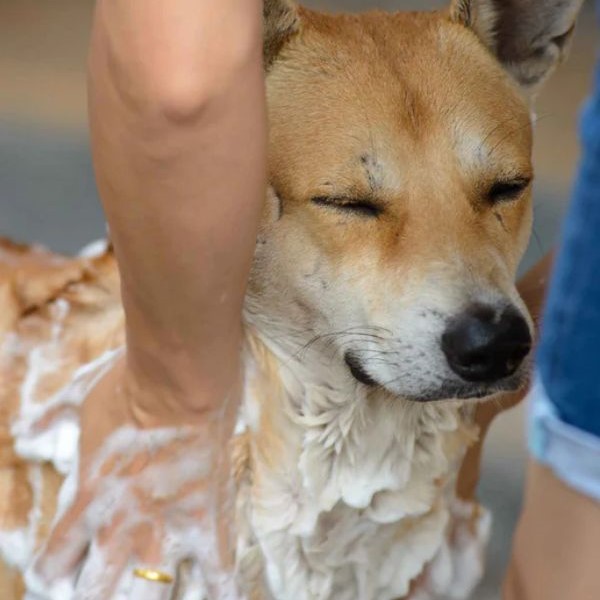 diy dog shampoo for itchy skin