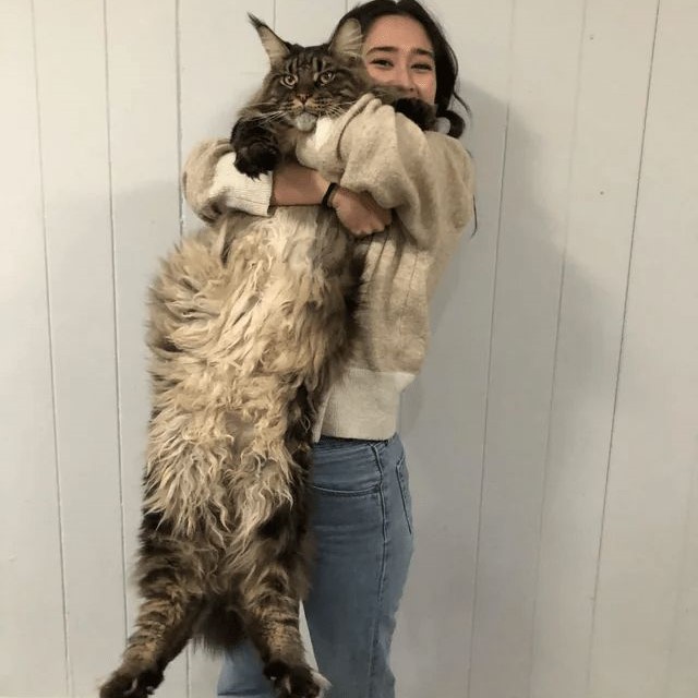 maine coon cat lifespan