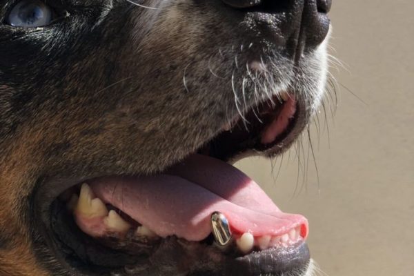 Tooth Chart Dog Teeth Age Explained for Better Care tooth chart dog teeth age