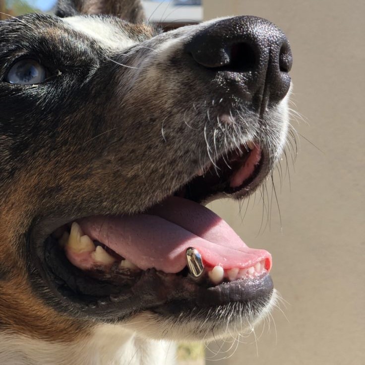 tooth chart dog teeth age