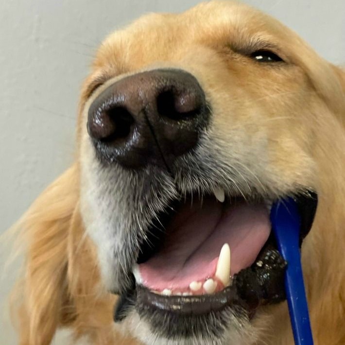 how to remove tartar from dog teeth
