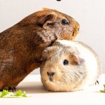 how to sex a guinea pig