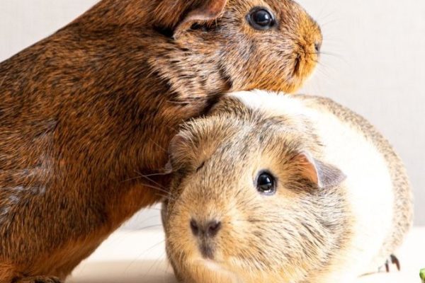 How to Sex a Guinea Pig: Quick and Easy Identification Tips how to sex a guinea pig