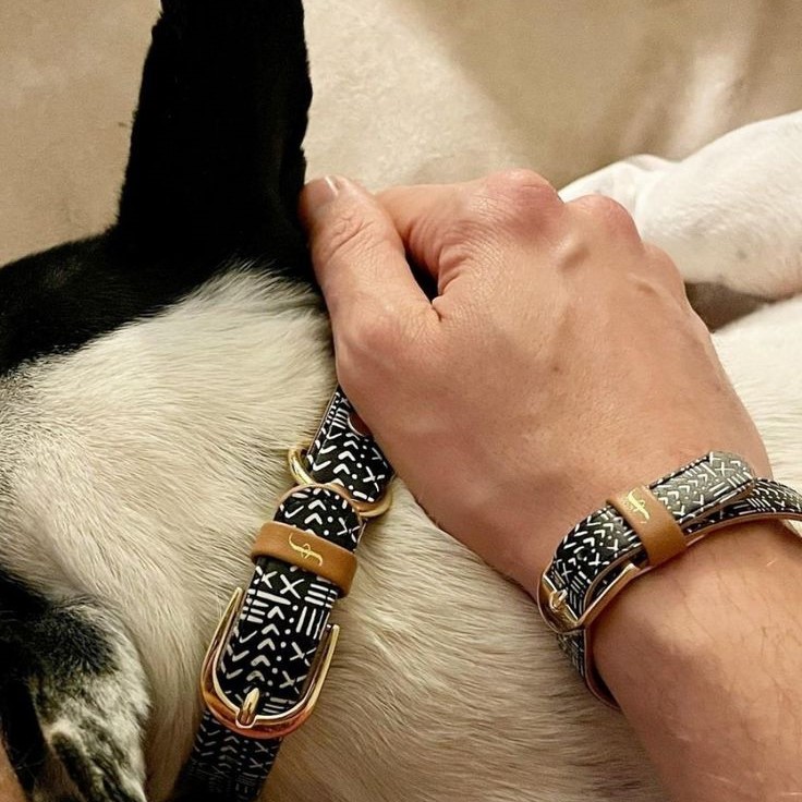 cool dog leashes