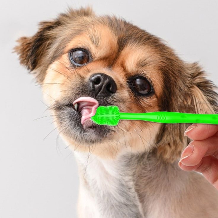how to brush dog teeth