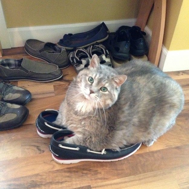 why do cats like shoes