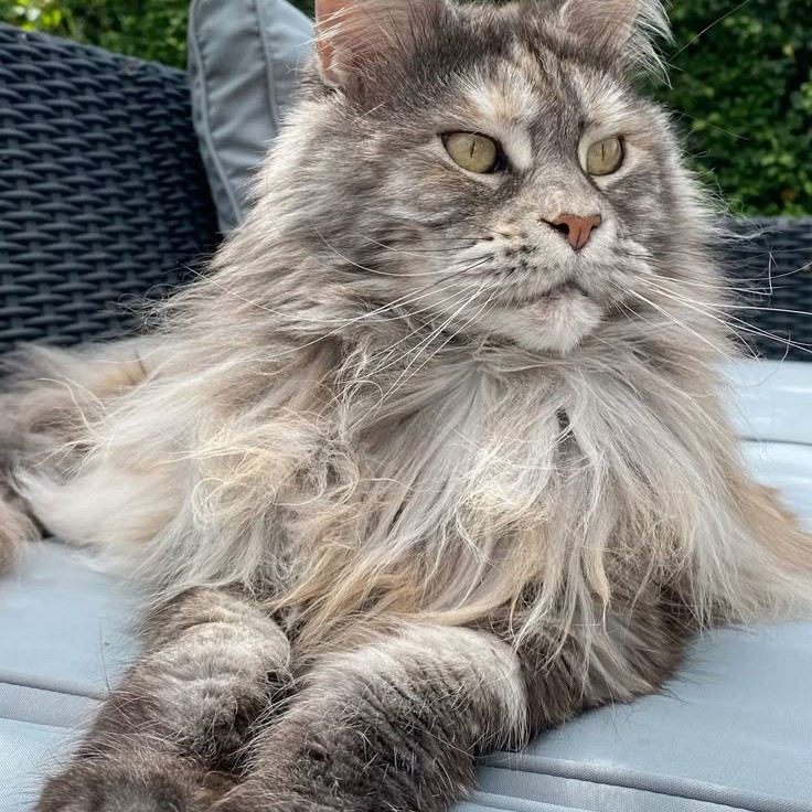 maine coon cat lifespan