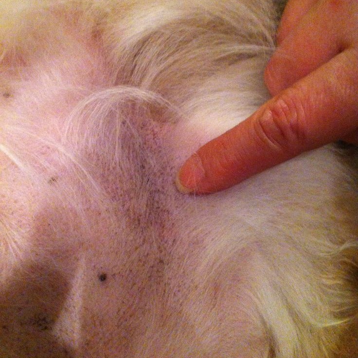 dog skin turning black itching