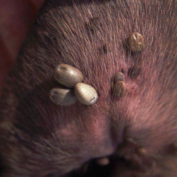 tick on dog skin