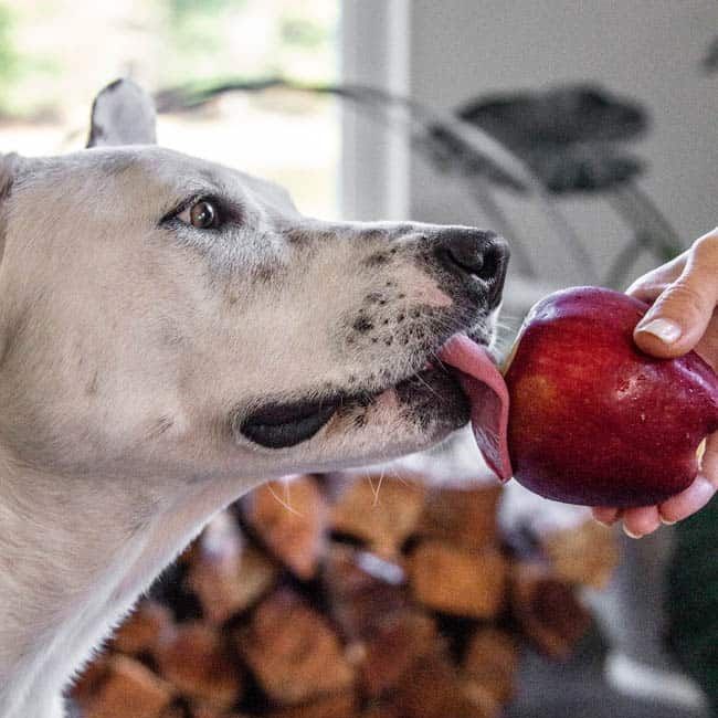 can dog eat apple skin