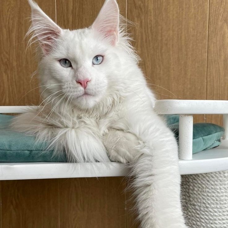 white maine coon cat