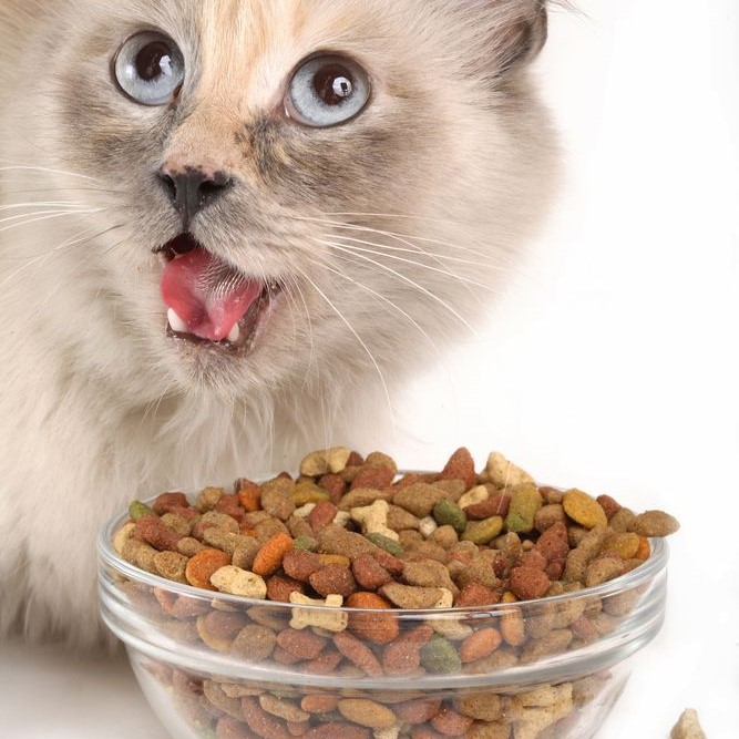 cat food for skin allergies