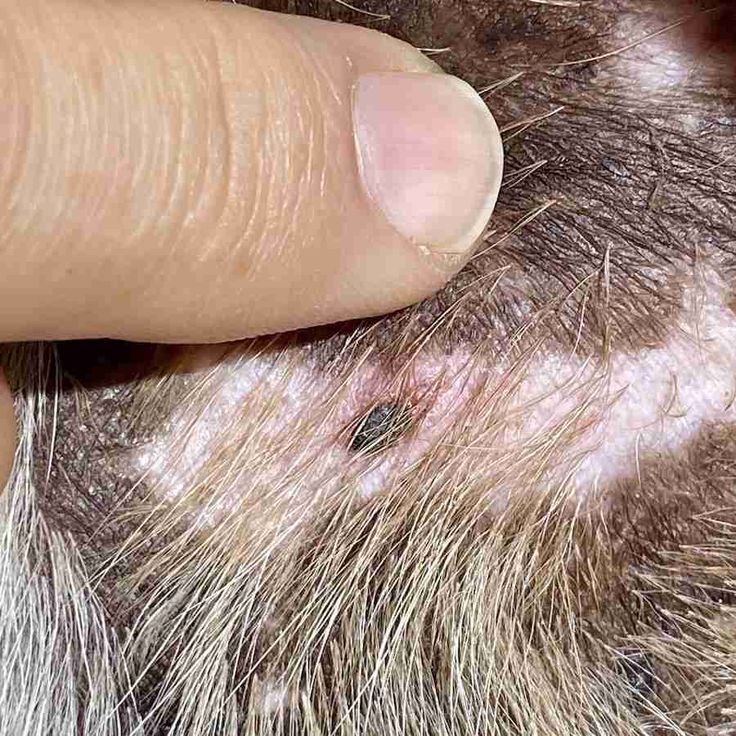 dog skin tag