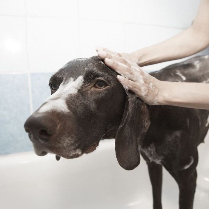diy dog shampoo for itchy skin