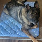 canine cooling mat