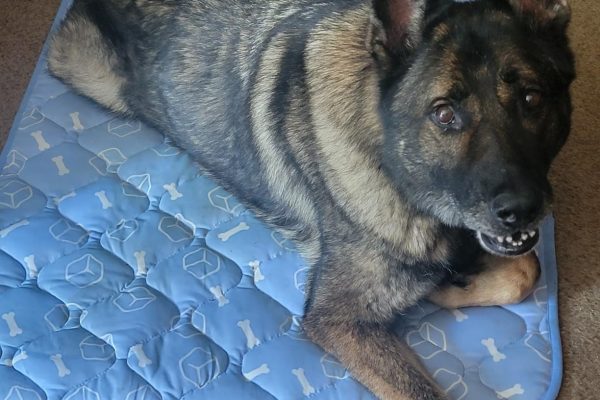 canine cooling mat