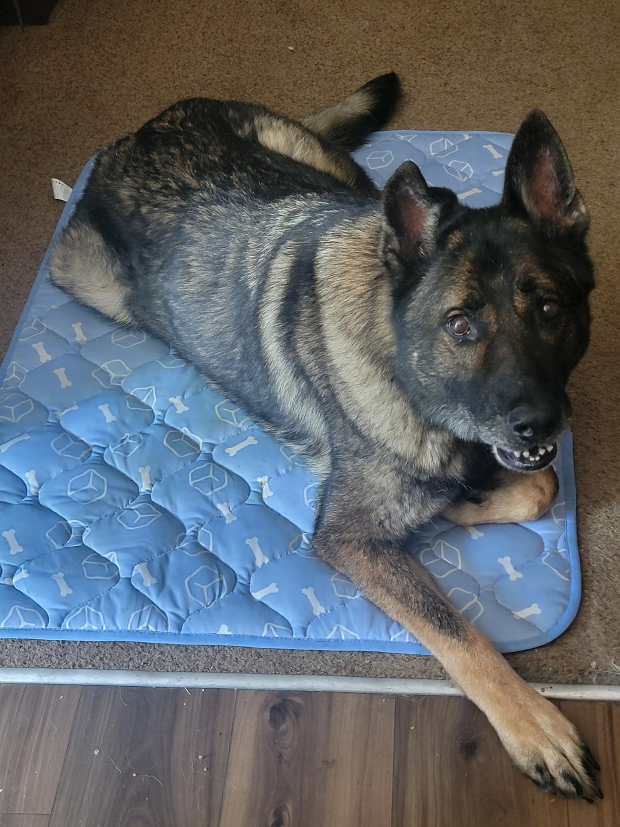 canine cooling mat