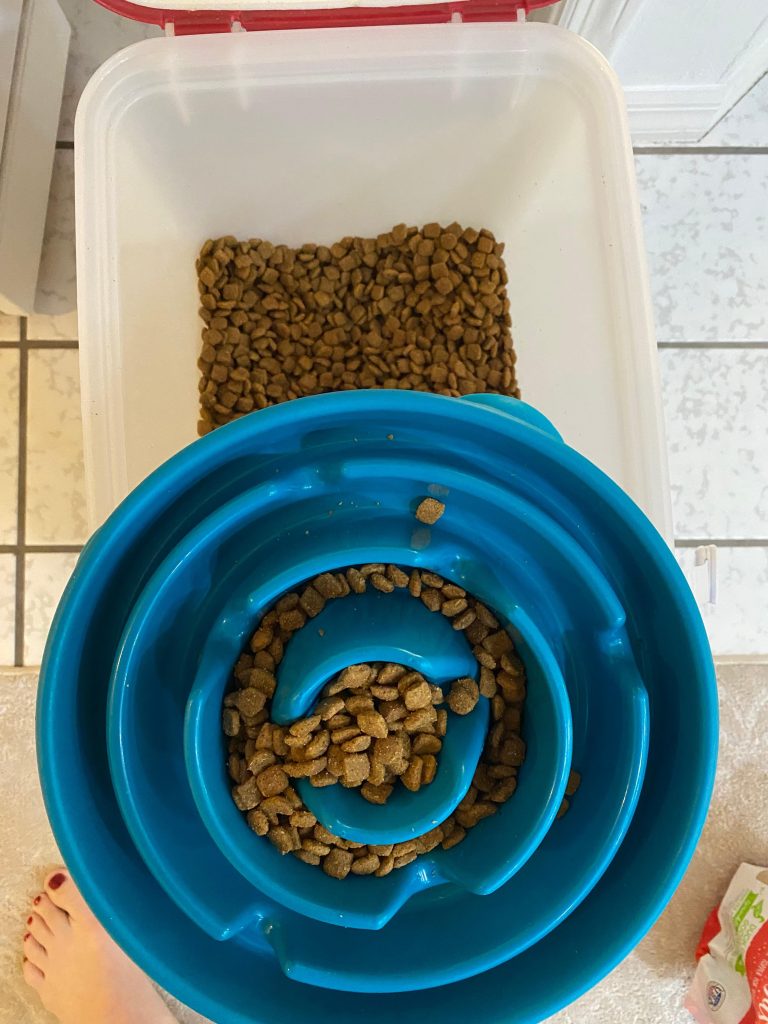 salmon dog food
