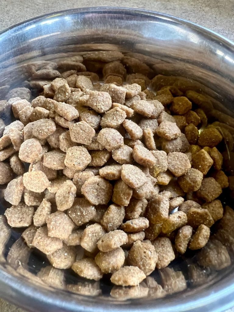 salmon dog food