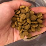 salmon dog food
