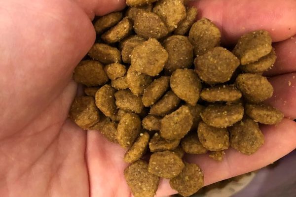 Salmon Dog Food: The Ultimate Guide to a Healthy Canine Diet salmon dog food