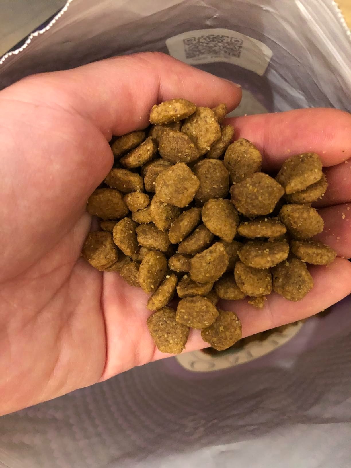 salmon dog food