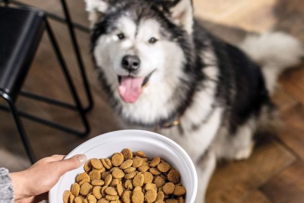 Hypoallergenic Dog Food: Choosing the Right Diet for Allergies hypoallergenic dog food