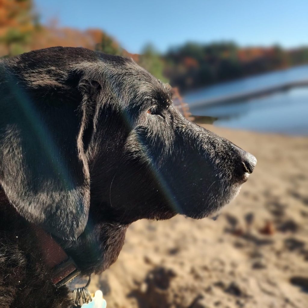 hypoallergenic dog food